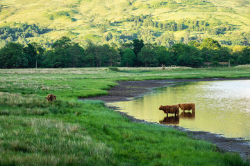 Obraz na płótnie Canvas Scottish cows aka Highland cattle, near Kilchurn castle, Scotland, UK.