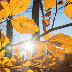 beech autumn leaves and sunlight in dutch november forest in holland