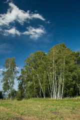 Birch grove on a green meadow