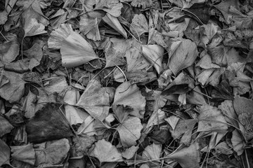 Fallen leaves on the ground