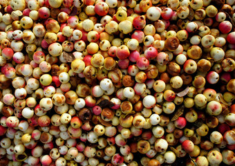 Yellow with red apple background. A lot of fresh and rotten apples at the ground. Autumn harvest concept.