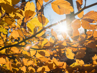 beech autumn leaves and sunlight in dutch november forest in holland