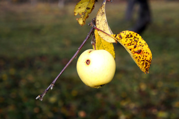 Yellow apple with wormhole at the branch. Autumn  concept.
