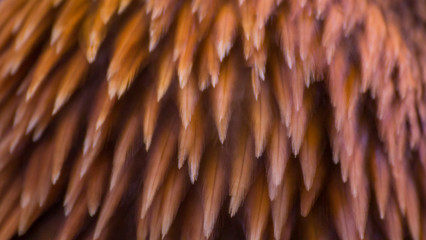 eagle feather background and texture.