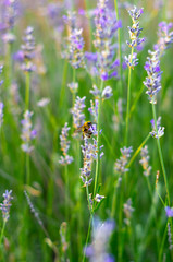 Obraz premium bee on a lavender