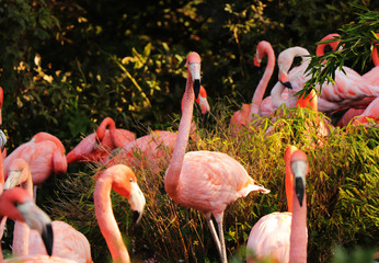 A beautiful animal named American flamingo, Phoenicopterus ruber. One of them standing in the middle of these animals and looking at the camera. Amazing bird