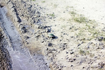 Botswana Afrika Tiere Natur