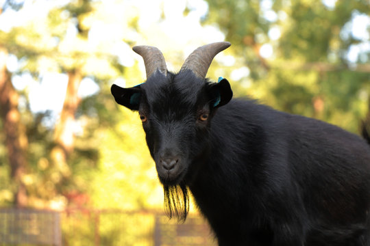 A view on leader of pygmy goats in this park in czech republic. Capra aegagrus has two horns and small beard