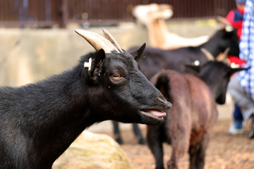 Fototapeta premium A pygmy goat bleating on somebody in the park. She is whole in black and she has two horns