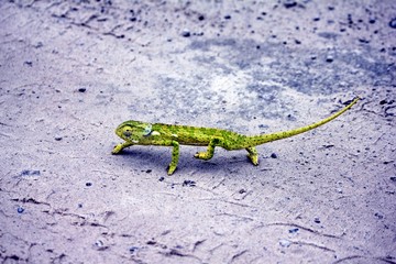 Botswana Afrika Tiere Natur