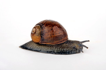 Grunzschnecke (Cantareus apertus, Helix aperta) - green garden snail