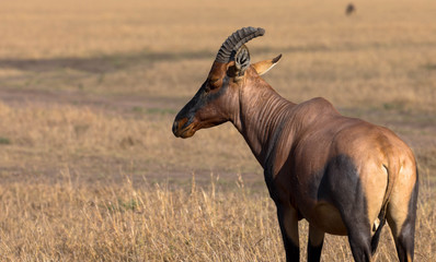 Leierantilope, Kenia Massai Mara