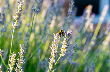 bee on a lavender