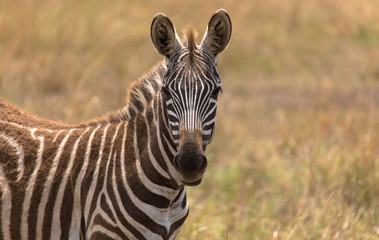 Fototapeta na wymiar Zebrafohlen in der Massai Mara, Kenia