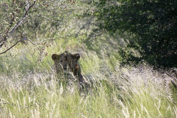 Botswana Afrika Tiere Natur