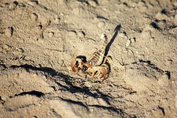 Botswana Afrika Tiere Natur