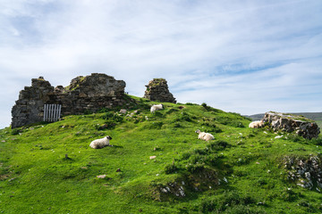 Fototapeta na wymiar Sheep among Duntulm Castle, Scotland, UK