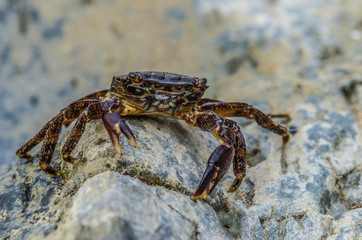 crab on beach