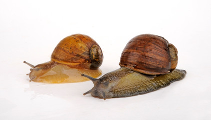 Grunzschnecke (Cantareus apertus, Helix aperta) - green garden snail
