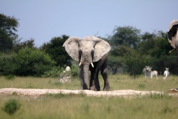 Botswana Tiere Natur Afrika