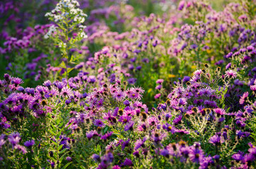 Obraz premium field of purple flowers