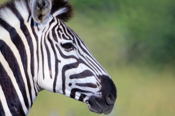 Fototapeta na wymiar Botswana Tiere Natur Afrika