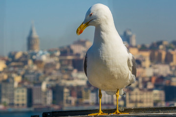 seagull on post