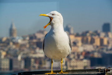 seagull on a post