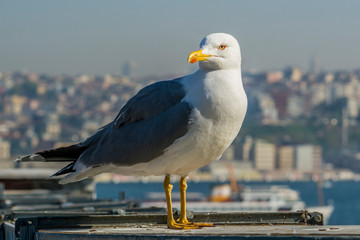 seagull on post in city