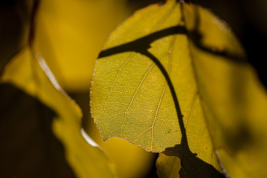 Gelbes Herbslaubblatt im Gegenlicht