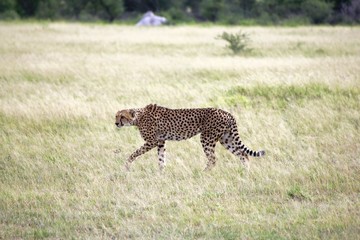 Botswana Tiere Natur