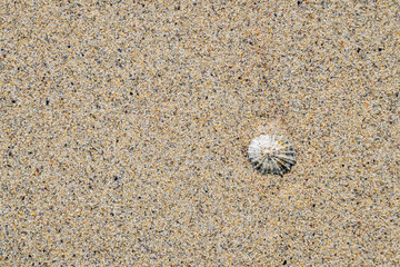 shell on the Oldshoremore sand beach, Scotland