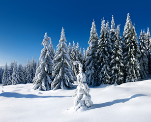Untouched Winter Landscape, fir trees completely covered by snow, bright sunshine, blue sky
