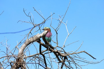 Botswana Tiere Natur