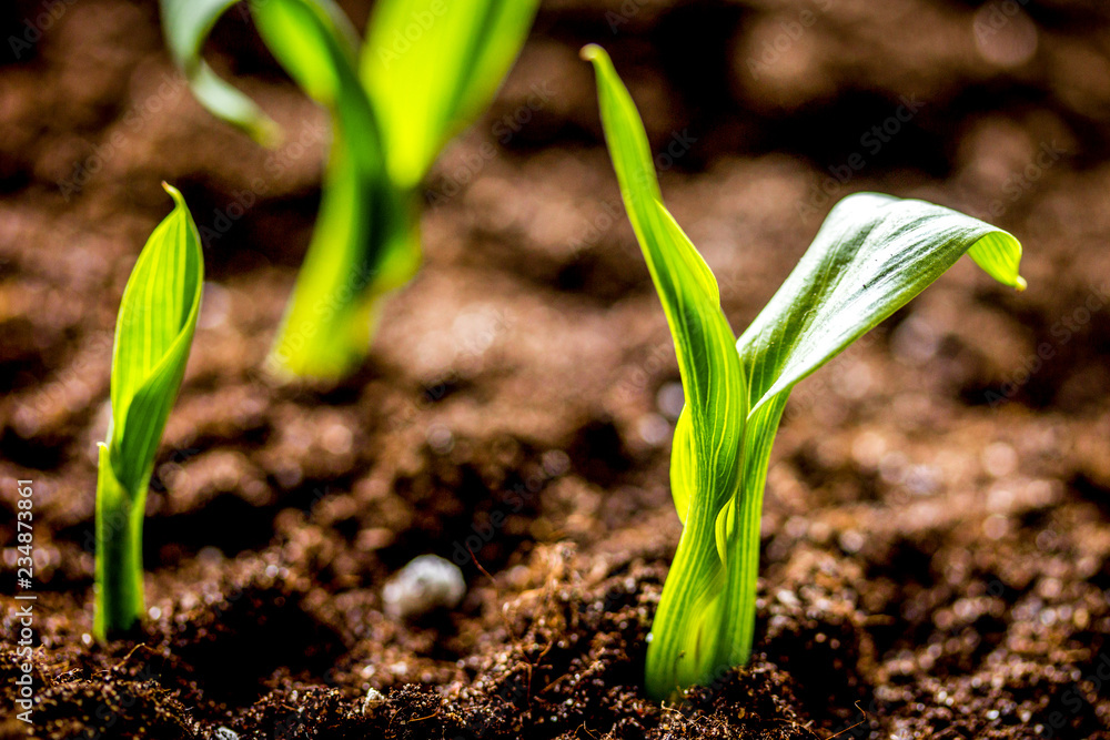 Wall mural concept appearance of life - sprout from soil close up