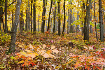 Saturated Fall Woodland, Golden Yellow, Red And Orange Leaves On Birch, Oak, Beech And Sycamore Trees
