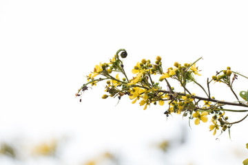 Cassod tree, Thai copper pod (Senna siamea (Lam.)