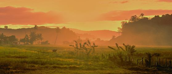 Summer meadow at sunset in asian village. .Rural Asian landscapes at sunrise with palm trees. Vintage color grading. Langkawi island, Malaysia.