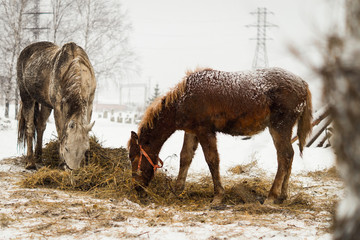beautiful landscape with horses eat hay in winter.