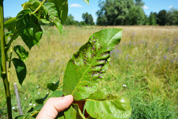 Walnut tree disease with Fungus Marssonina