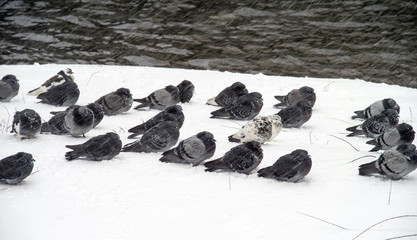 City pigeons sit in the snow by the pond during a snowstorm.