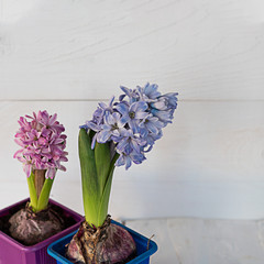 Beautiful hyacinth flowers