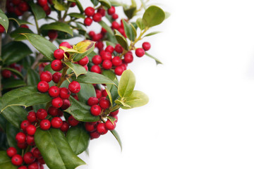 Holly tree with ripe red berries isolated on white background. Ilex cornuta bush in winter 
