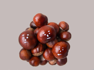 family of chestnut heads