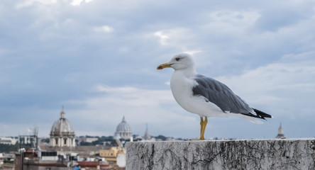 Fototapeta na wymiar Seagull on the Rome background