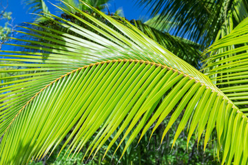 summer and exotic nature concept - green palm tree branch