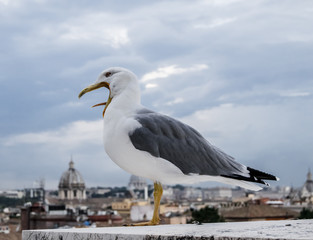  Seagull on the Rome background