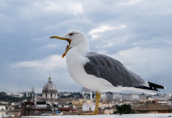  Seagull on the Rome background