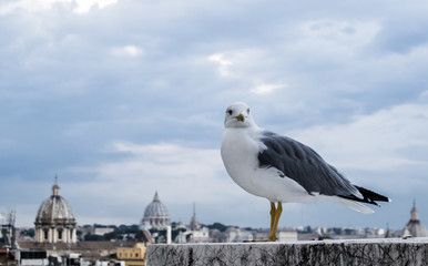 Fototapeta na wymiar Seagull on the Rome background