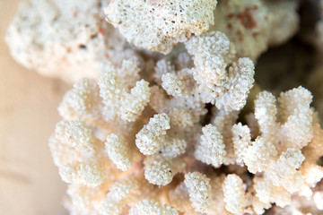 invertebrate, wildlife and nature - close up of hard stony coral © Syda Productions